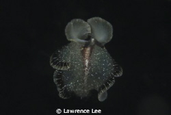 Flatworm swimming by Lawrence Lee 